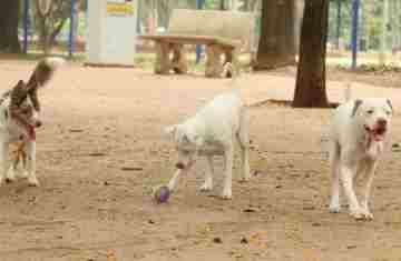  Estatuto dos Cães e Gatos prevê penas para quem maltratar animais 